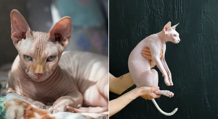 gatto Sphynx