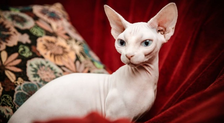 gatto Sphynx