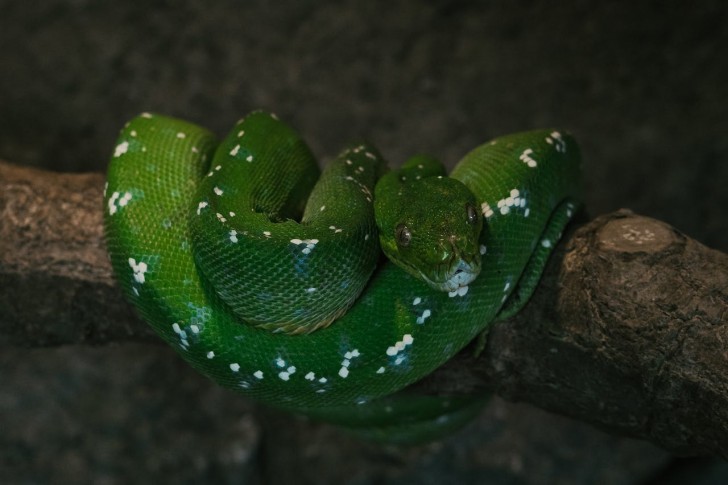 Peut-on garder les serpents comme animaux de compagnie ?