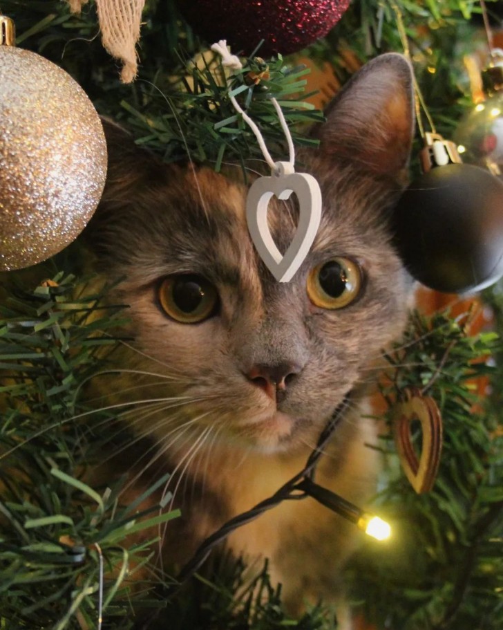 Alluminio e agrumi per tenere lontani cani e gatti dall'albero di Natale