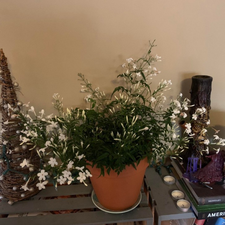 2. Jasminum polyanthum