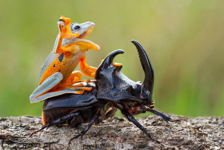 Een fotograaf heeft de kleinste rodeo ter wereld vastgelegd: een kikker berijdt een kever - 1