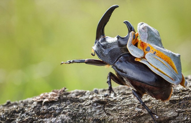Een fotograaf heeft de kleinste rodeo ter wereld vastgelegd: een kikker berijdt een kever - 2