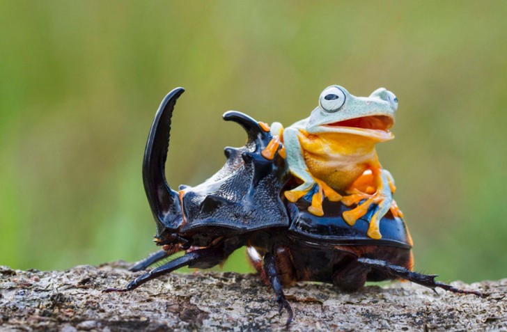 Een fotograaf heeft de kleinste rodeo ter wereld vastgelegd: een kikker berijdt een kever - 5