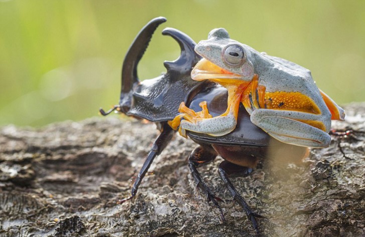 Een fotograaf heeft de kleinste rodeo ter wereld vastgelegd: een kikker berijdt een kever - 8