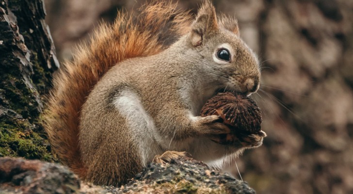 Das beeindruckende Gedächtnis von Eichhörnchen