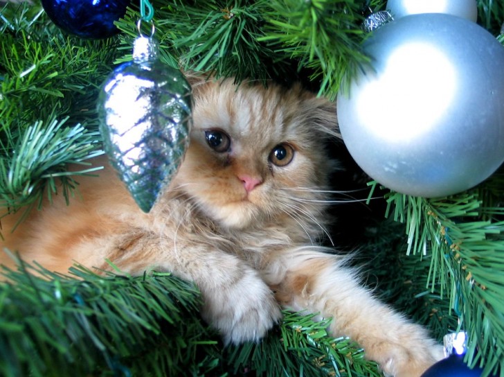 Le strategie per tenere lontano il tuo gatto dall'albero di Natale