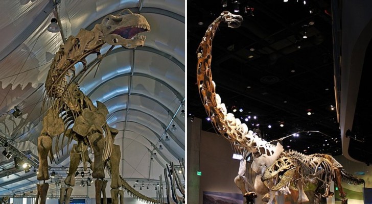 Les dinosaures les plus lourds de la Terre : les titanosaures