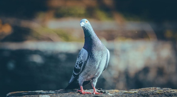L'importance des pigeons voyageurs au XXIe siècle