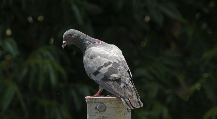 Foire aux pigeons voyageurs à Dortmund : le champion allemand vendu aux enchères