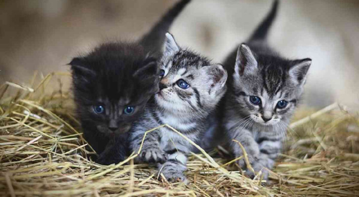 3 gattini