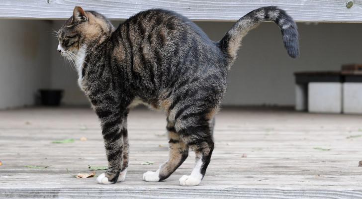 gatto inarca la schiena