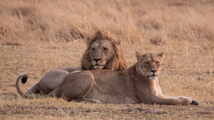 leoni nella savana
