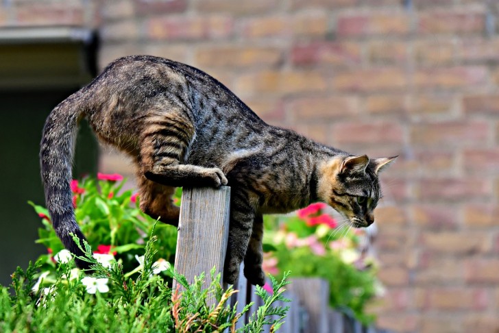 gatto che sta per saltare