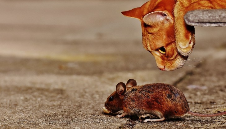 gatto e topolino