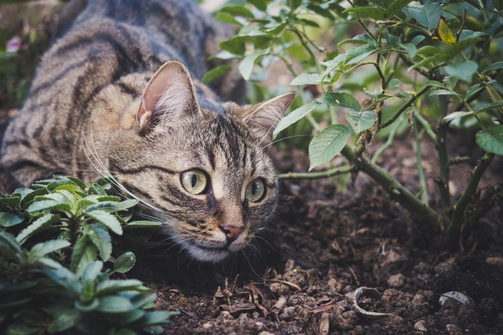 gatto mentre caccia