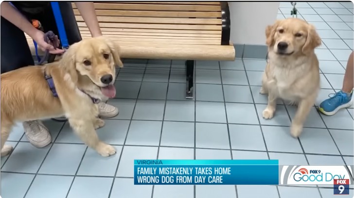 golden retriever