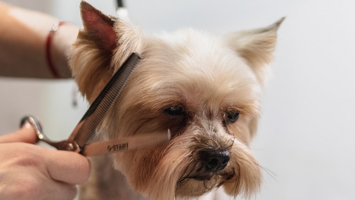toelettatura cane