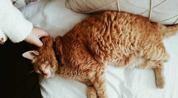 Qual è l’impatto del sovrappeso nei gatti?