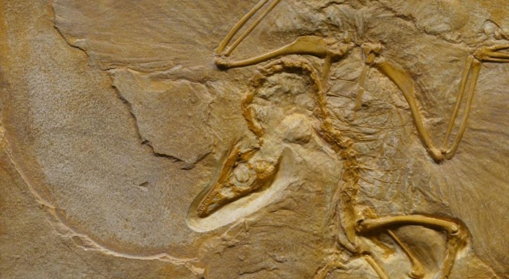 Vad är egentligen en fossil?