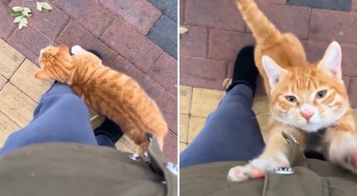 Un gatto cerca di essere abbracciato: il video sui social