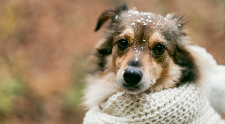 Come proteggere il cane dal freddo?