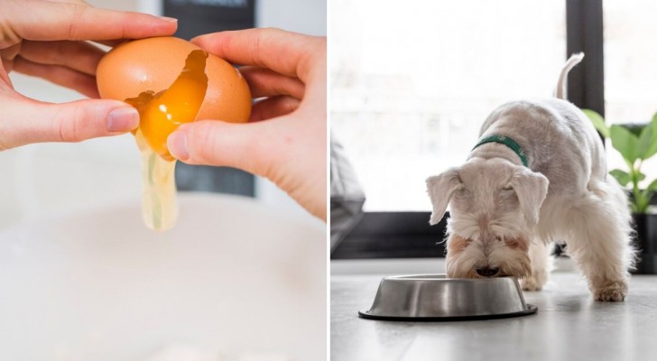 Come preparare le uova per il cane?