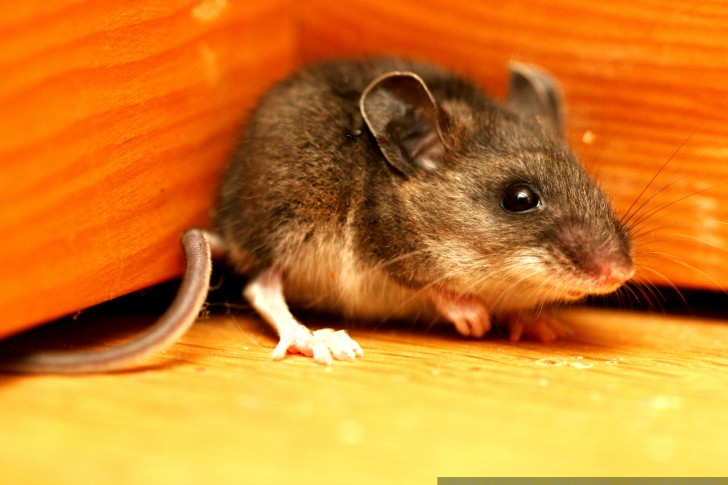 Come eliminare i topi dalla vostra casa