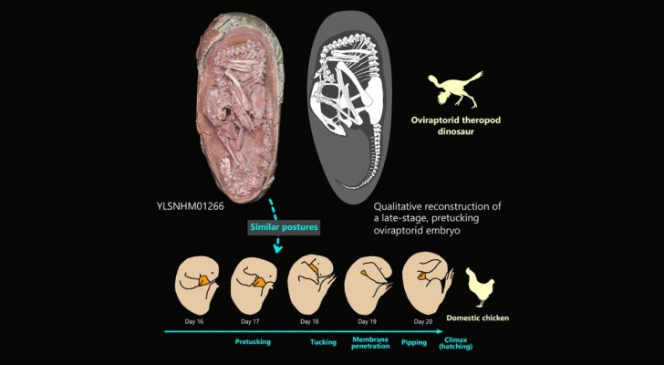 Un uovo di dinosauro con il piccolo fossilizzato: la storia di Baby Yingliang