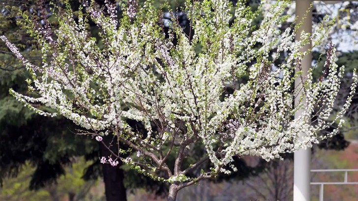 Si en automne et en hiver, il ressemble à un arbre sans signes particuliers, lorsqu'arrive le moment de la floraison, il révèle son secret