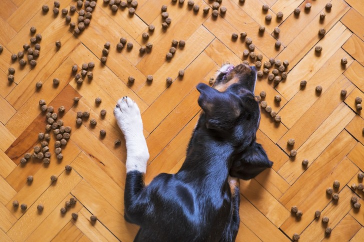 cane che mangia croccantini