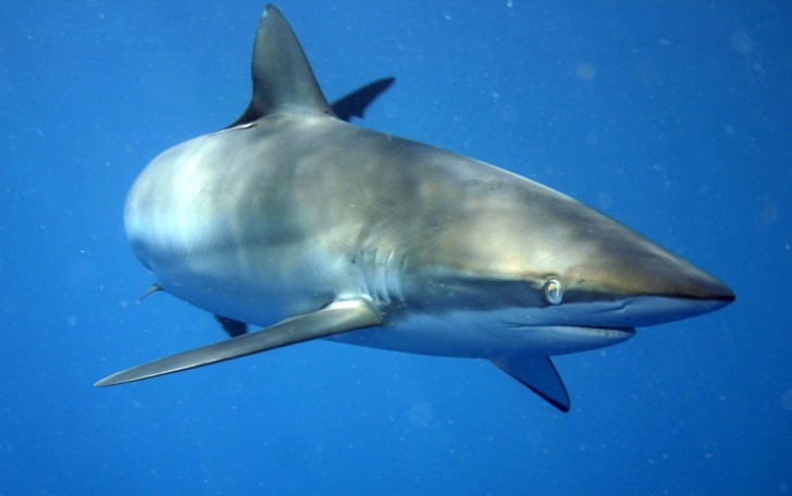 La prima prova della rigenerazione della pinna dorsale in uno squalo seta