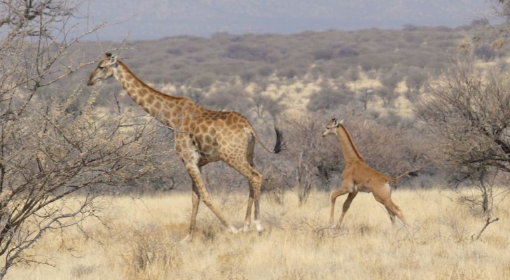 La rarità di una giraffa senza macchie
