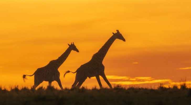 Giraffer är ikoniska djur som dock riskerar att utrotas