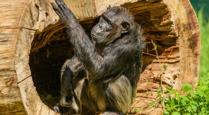 Scimpanzé e bonobo riconoscono individui che non vedono da 25 anni