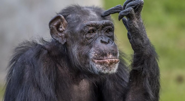 Schimpanser, bonoboer och bestående socialt minne