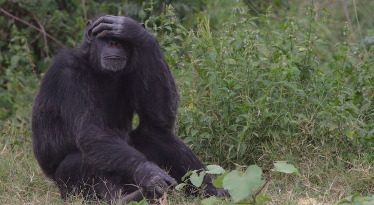 Följderna av forskningen om schimpansers och bonboers minne