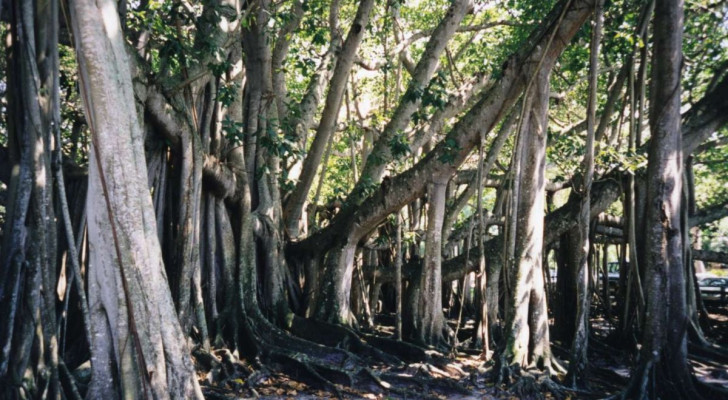 Ännu ett vandrande träd: The Great Banyan of Calcutta