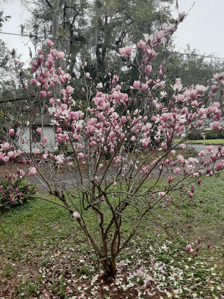 4. Magnolia