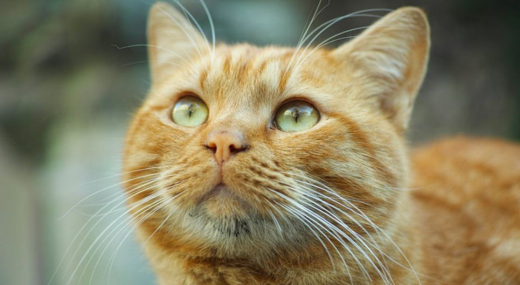 La personalità unica dei gatti arancioni: verità o stereotipo?