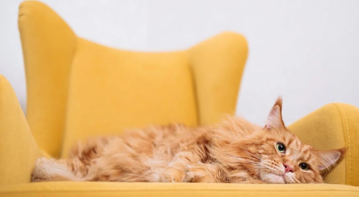 Perché i gatti arancioni sono soprattutto maschi?