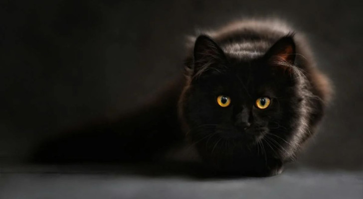 Perché i gatti neri hanno spesso peli bianchi?