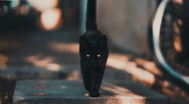 Il curioso caso dei gatti neri nel medioevo.