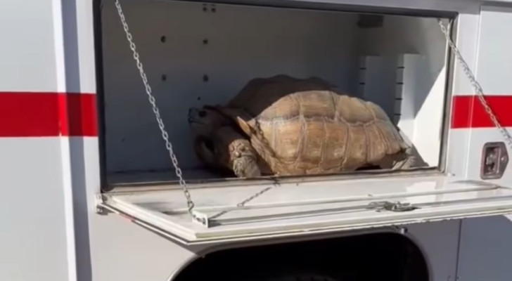Vigili del fuoco ritrovano tartaruga di quasi 70 chili in fuga