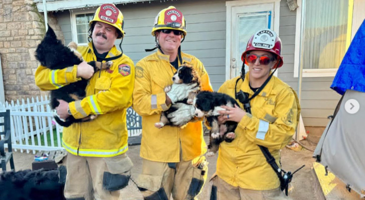 Il Cal Fire San Diego e i salvataggi di animali