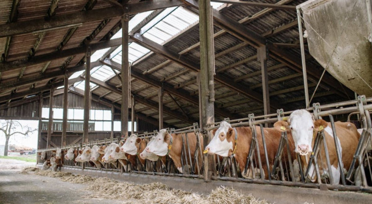 Warum trägt die Fleischproduktion zu den Treibhausgasen bei?