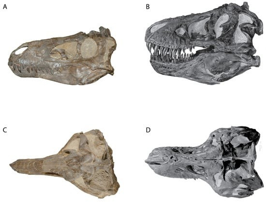 Lo studio delle ossa non lascia dubbi sull'esistenza del Nanotyrannus lancensis