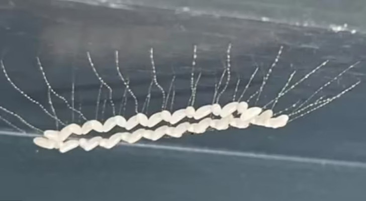 Scoprono un agglomerato di “uova” bianche in giardino, ma non sanno cos’è