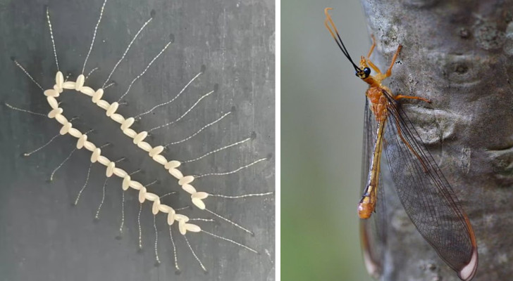 Alla ricerca della verità: l’agglomerato di uova bianche è pericoloso?