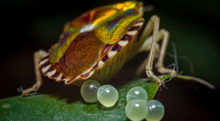 Perché le uova degli insetti australiani sono così strane